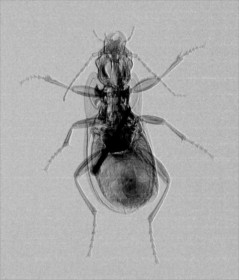 Beetle novel phase contrast x-ray tech